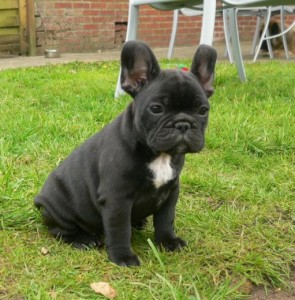 French bulldog puppies