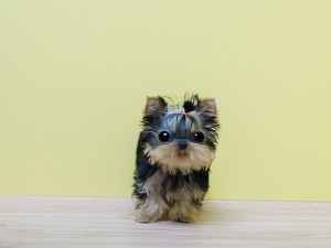 AKC registered Yorkie puppies