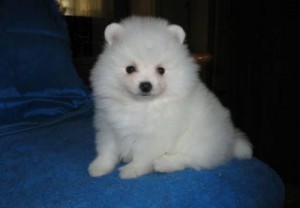 Pomeranian puppies ready for adoption