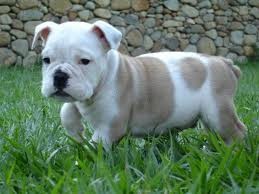 Cute male and female English bulldog puppies for sale now at affordable price.