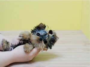 AKC registered Yorkie puppies