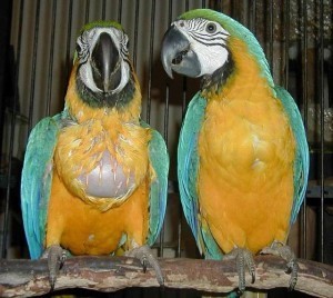 Blue AND GOLD MACAW PARORTS FOR SALE