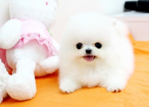 ***Tiny Pomeranian Puppy  Adoption ***