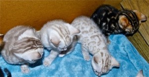 Bengal Kittens and Bengal Cats For Sale