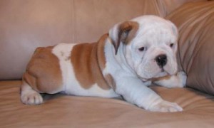 Strong Healthy X mas A.K.C registered English Bulldog pups