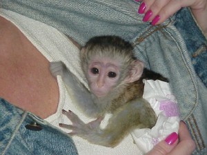 Gorgeous baby capuchin monkeys