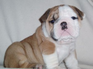 WOW CHARMING CHRISTMAS ENGLISH BULLDOG PUPPIES FOR YOUR KIDS IN CHRISTMAS