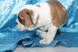 **** Get Pure Breed English Bulldog Puppies  Available For Christmas Gift!!!!!!****