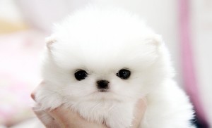 White Tea Cup Pomeranian puppy for adoption