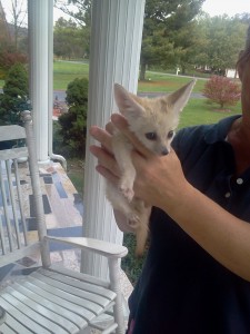 baby fennec fox for sale