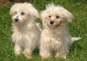 Healthy Male and Female maltese Puppies