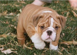 English bulldog puppies for adoption this X-mas