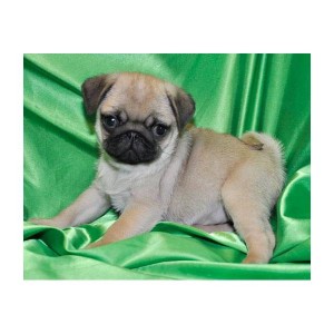 lovely Pug Puppies Ready for any pet loving home