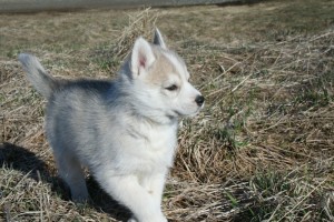 Cute Male and female Siberian Husky babies For Sale!!!!!