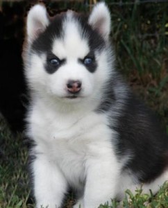 Cute Male and female Siberian Husky babies For Sale text (647) 794-8075