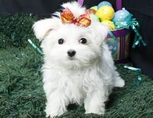 Cute Akc maltese Puppy For Your Homes .