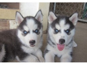 Beautiful &amp; Fawn Siberian husky puppies Ready