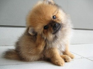 Pomeranian puppies for christmas