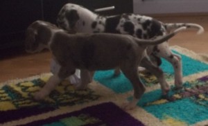 Great Dane pups for new home this xmas