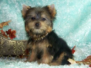 Marvellous Teacup Yorkie Puppies!!