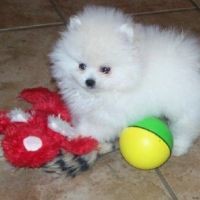 Ozzy Pomeranian Puppies for Sale