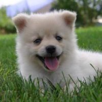 Home Raised Teacup Pomeranian Puppies