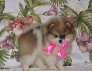 HEALTHY POTTY TRAINEDTEACUP POMERANIAN PUPPIES READY FOR RE HOMING.