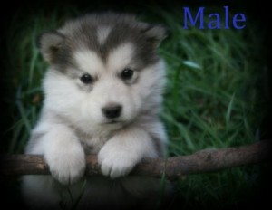 Home Raised Alaskan malamute Puppies For Adoption