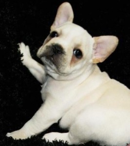 A K C registered French bulldog puppies