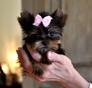 X-mas Well Trained Tea Cup Yorkie Puppies Available!!