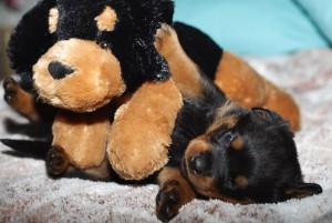 cute Rottweiler Puppies For Xmass