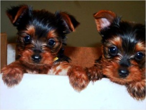 Most Cutest December Yorkie puppies for X mas Gift