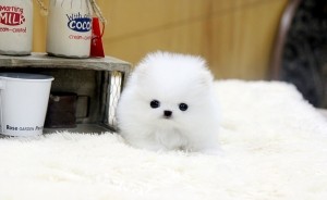 Tiny Teacup Pomeranian.