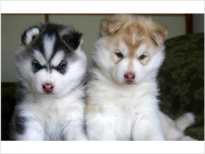 !? ? Oustanding  and cute ? ?  Siberian Husky Puppies Available ? ?