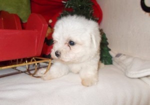 Awesome Little Teacup Maltese Puppies For Christmas