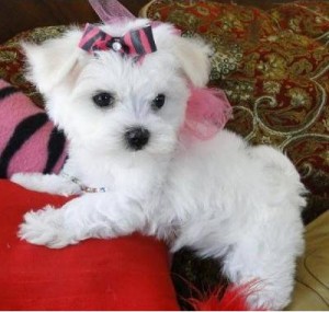 Lovely Maltese puppies for adoption- Xmas Maltese