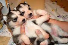 Oustanding siberian husky puppies