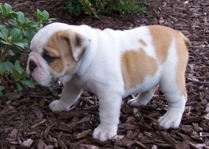 affectionate english bull dog for sale now