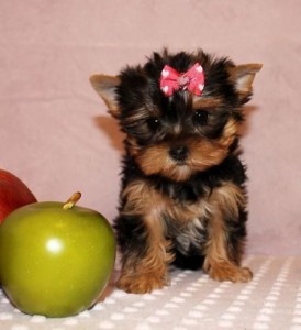 2 Teacup Yorkie babies for Adoption