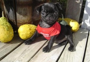 Holiday Girl Pug Puppies Ready to go NO CALL Only TEXT 9087364926