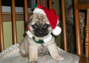 Stripe Stripe  Pug Puppies Ready to go NO CALL Only TEXT 9087364926