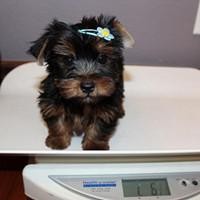 Lovely male and female yorkie puppies for XMAS call/text (657) 215-6207