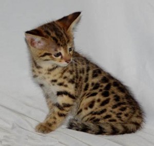 Great Personality Xas Male And Female Savanah Kitten For Sale.