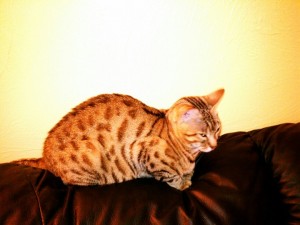 Beautiful Adult Brown Bengal