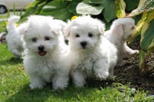 Maltese pups one male and two female available contact for more details