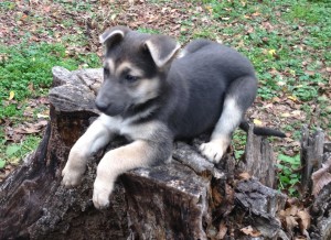 AKC German Shepherd pups for sale $400