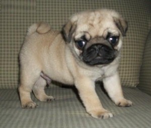 Snickers Snickers Pug Puppies Ready to go NO CALL Only TEXT 9087364926