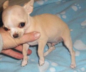 Cute Chihuahuas Available for Adoption