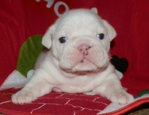 hello hello we welcome two lovely english bulldog puppies
