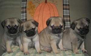 Lily is a very loving Pug Puppies Ready to go NO CALL Only TEXT 9087364926